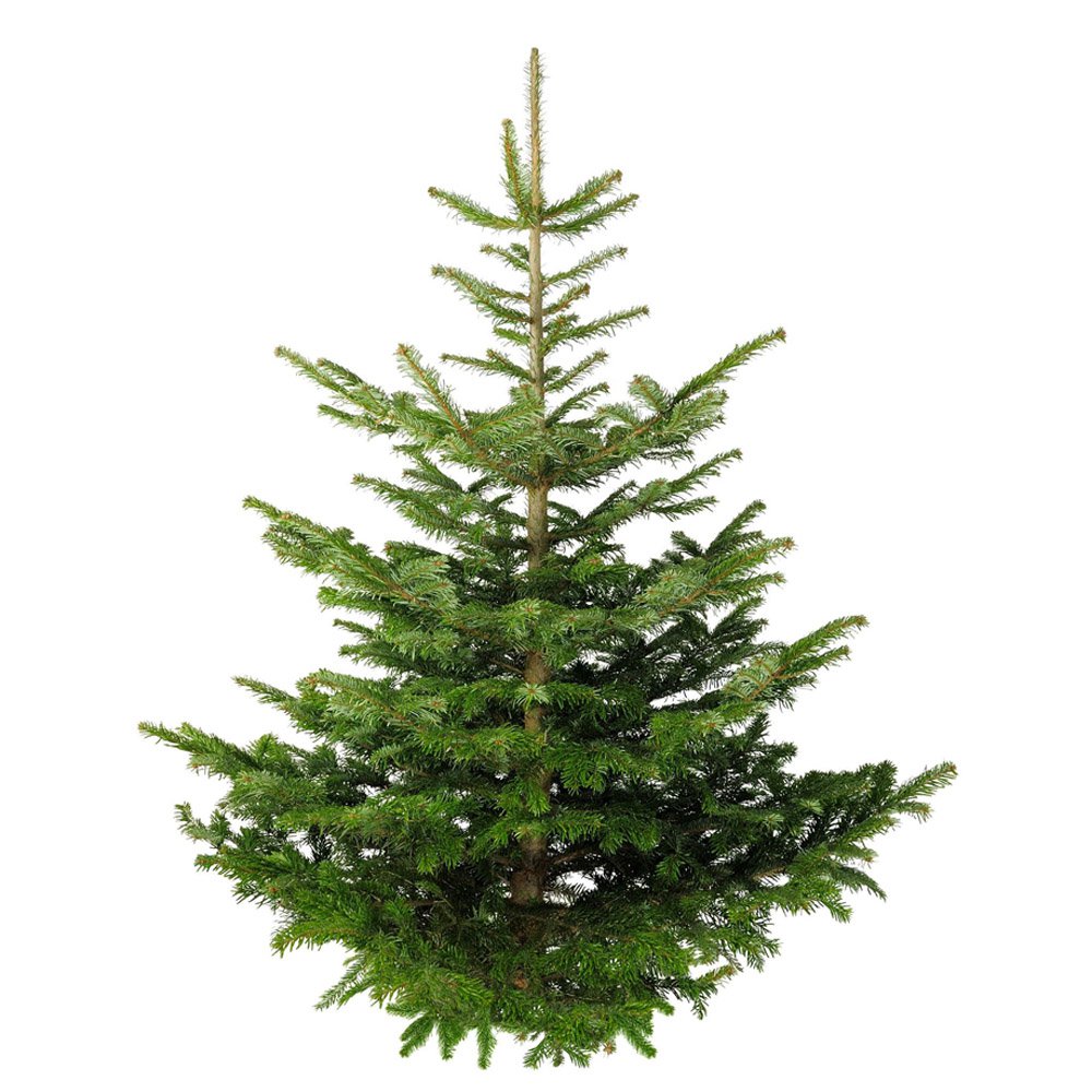 Echte kerstboom online kopen thuisbezorgd! Nordmann